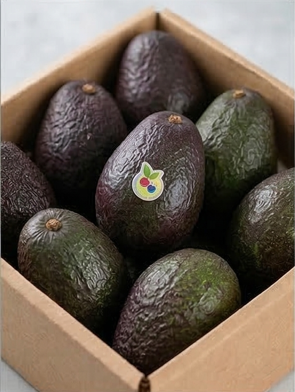 Aguacate de Exportación