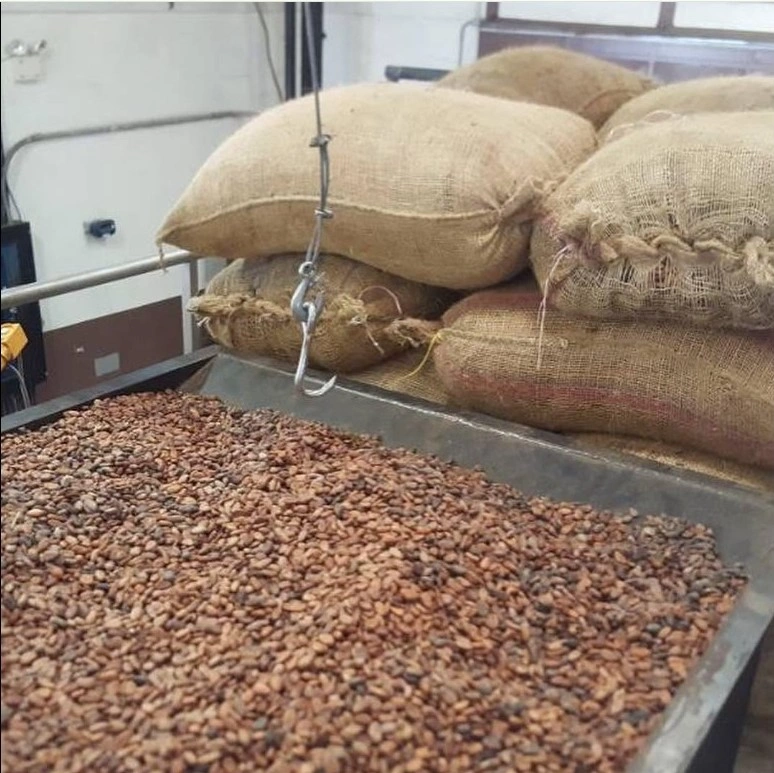 Clasificación y Carga de Cacao Mantoro