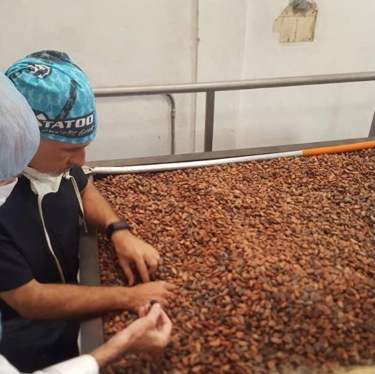Selección de Granos de Cacao Mantoro