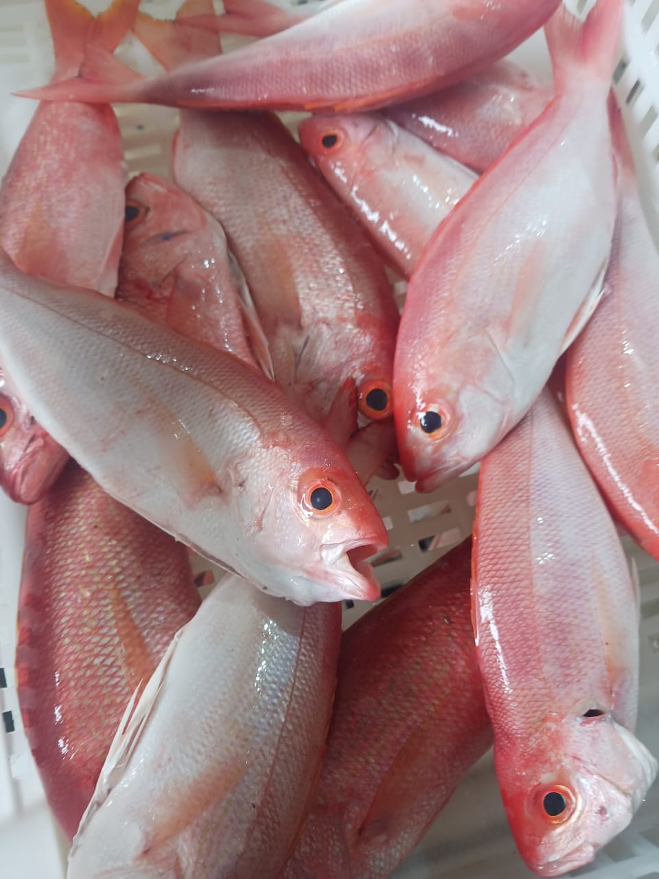 Pargo Rojo / Blanco