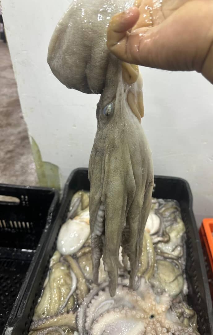 Pulpo de Exportación