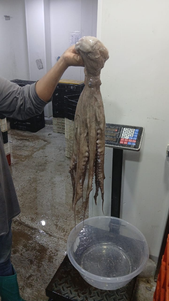 Pulpo de Exportación